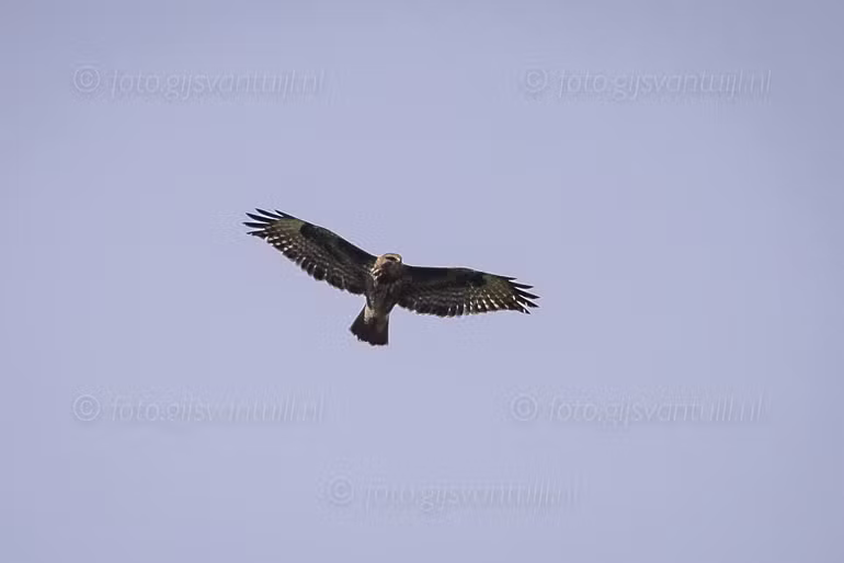 1R5_4400 Buizerd