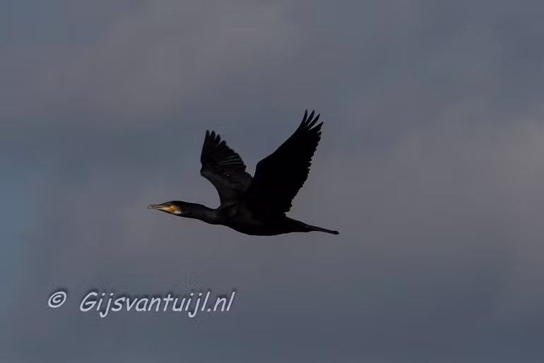 IMG_4963