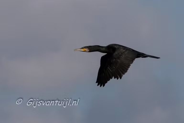 IMG_4967