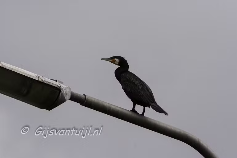 IMG_5251