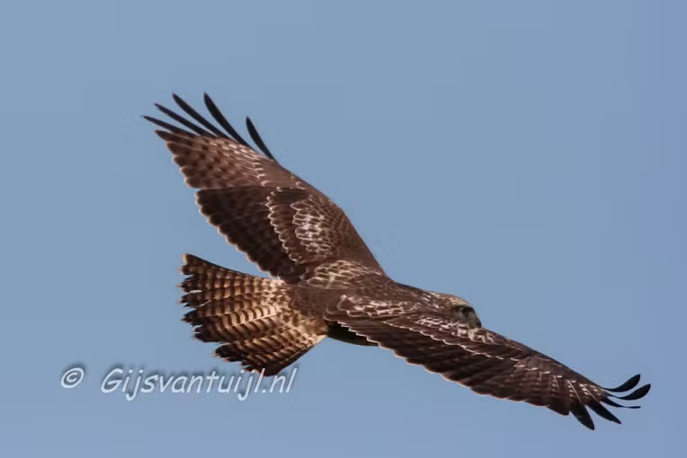 Buizerd