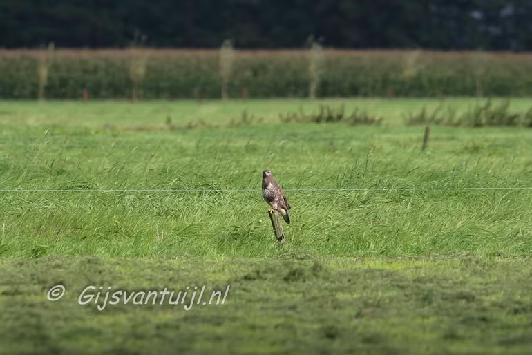 IMG_6707 700mm