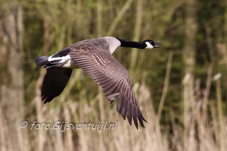 Gans Canadese Gans