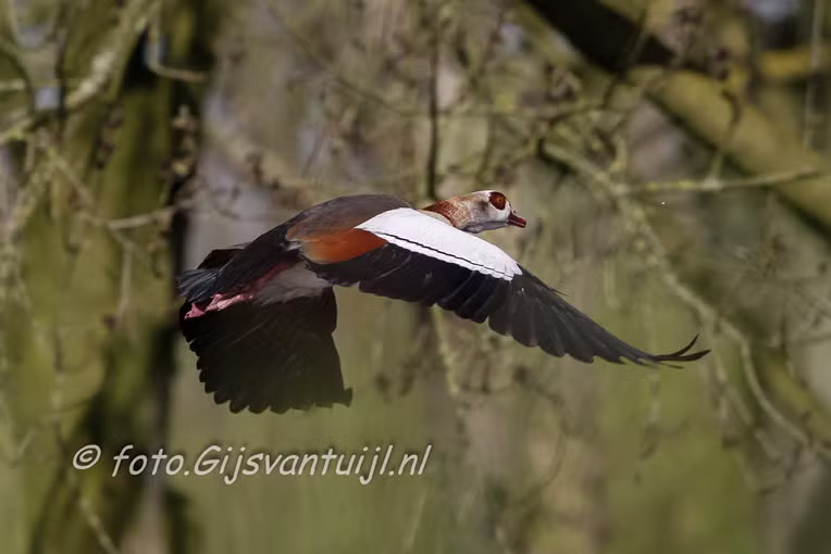 Gans Nijlgans