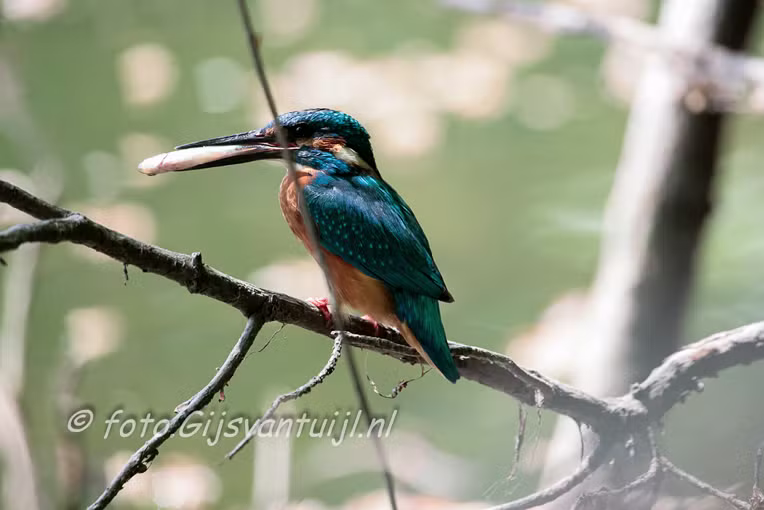 IJsvogeltjes