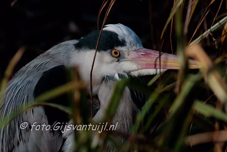 Reiger Blauwe