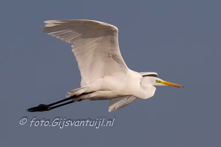 Reiger Zilver