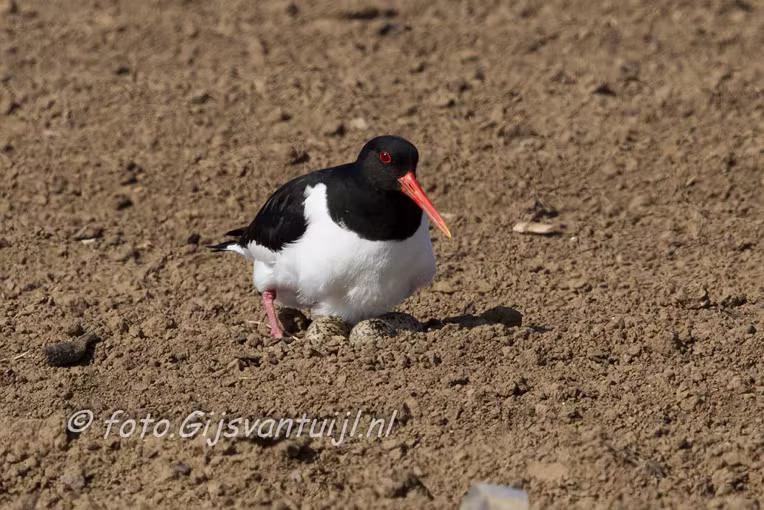Scholekster