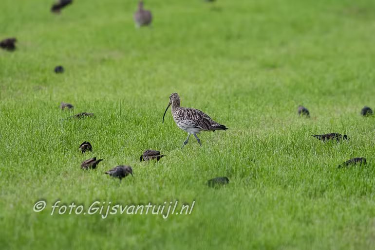 IMG_6620 500mm