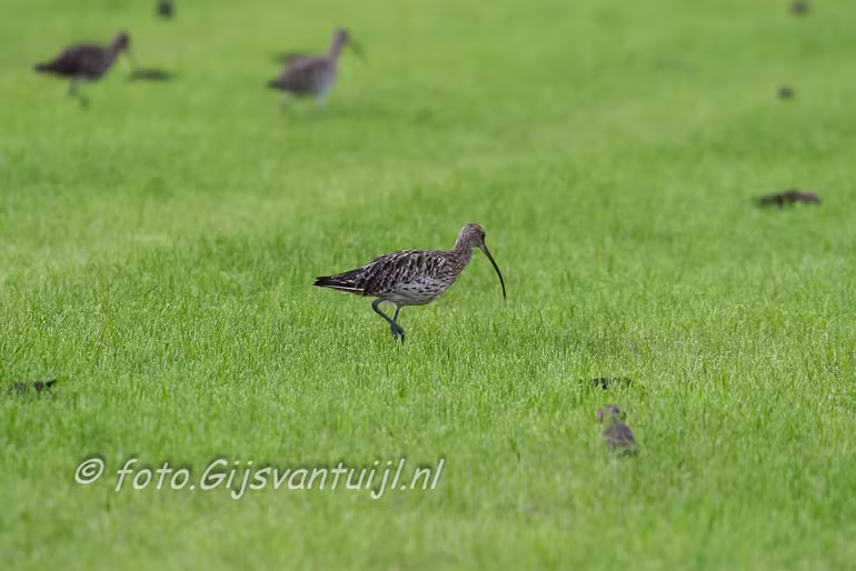 IMG_6624 500mm
