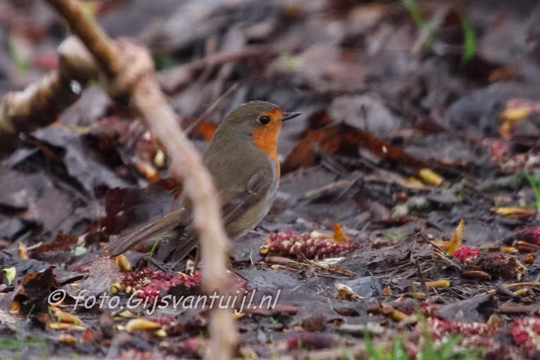 roodborst