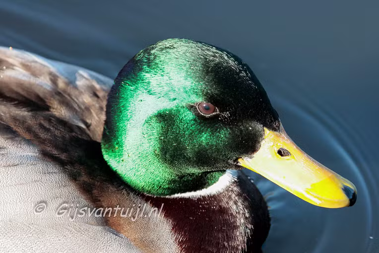 Eend Wilde eend