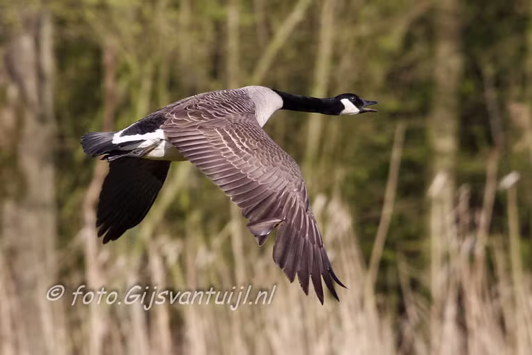 Gans Canadese Gans