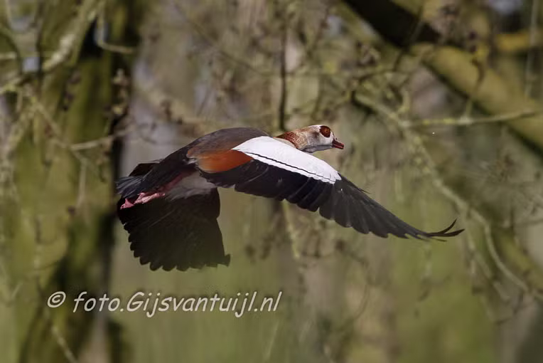 Gans Nijlgans