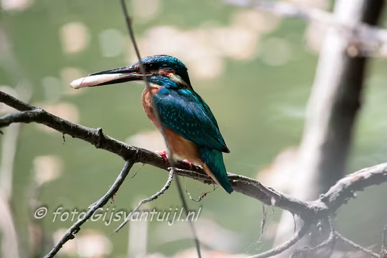 IJsvogeltjes