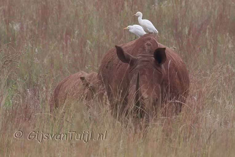 Lo Dieren in Zuid Afrika (Collage) 2010