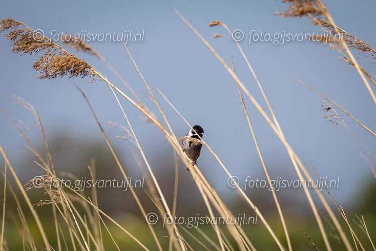_DX_4560 Rietgors