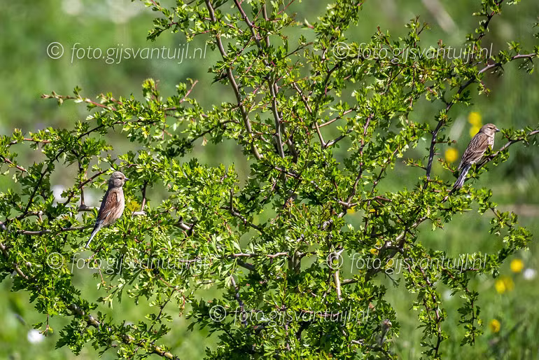 _DX_4574 Kneu