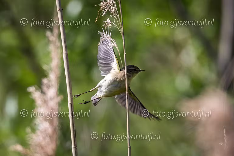 _DX_4606 Tjiftjaf