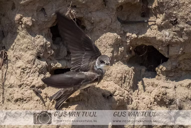 2020_05_04 De Oeverzwaluw nabij Brakel