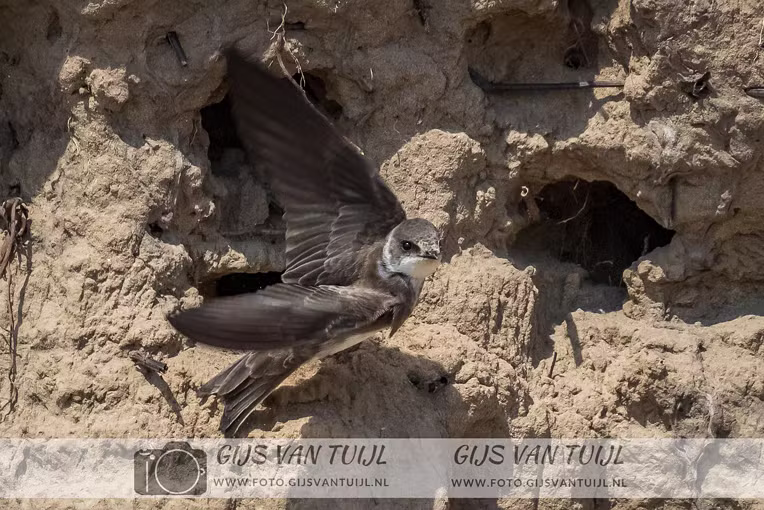 2020_05_04 De Oeverzwaluw nabij Brakel