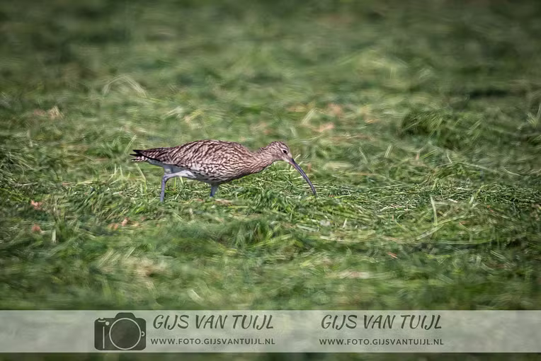 2020_05_06 De Wulp en Scholekter