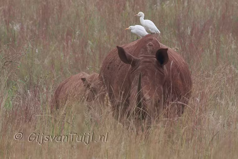 Lo Dieren in Zuid Afrika (Collage) 2010
